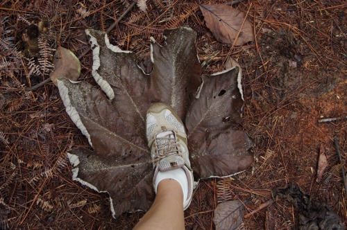 feuille du Parasolier / Faux-ricin, nov 2009