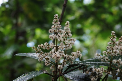fleurs du Miconia, nov 2009