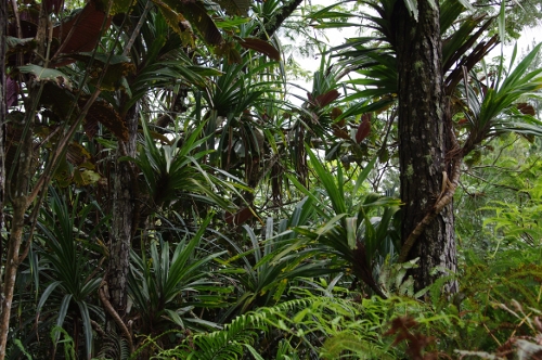 Pandanus ? ou autre ..., nov 2009