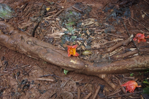 fleurs du Tulipier du Gabon, nov 2009