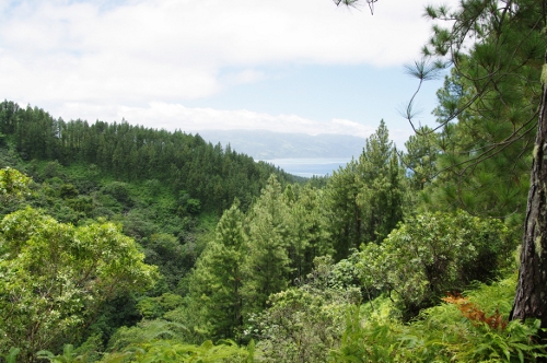 montagne, végétation, nov 2009