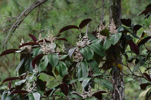 Miconia, nov 2009