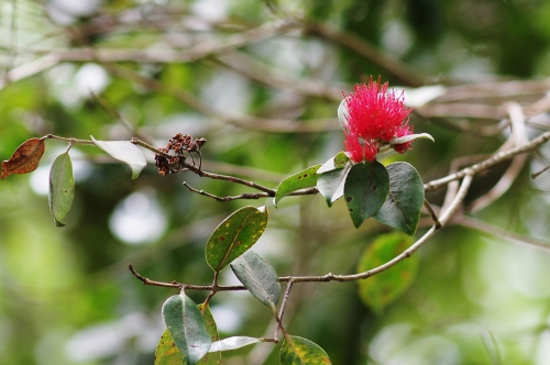 fleur du Puarata, nov 2009