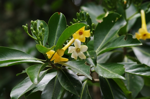 Le Pua, ses fleurs, nov 2009