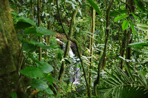 balade : la grande boucle de Vaipahi, nov 2009