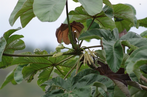 feuilles et fleurs du Faux-ricin, nov 2009