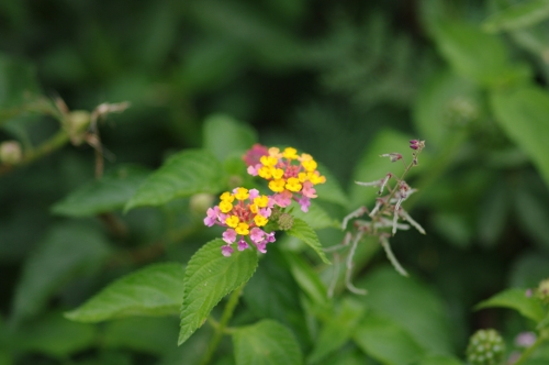 Lantana camara, nov 2009