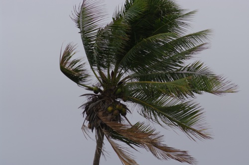 cocotier, juin 2010
