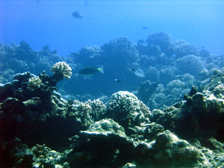 fonds marins Tetiaroa
