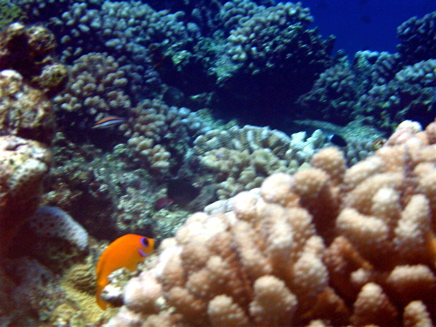 Poisson-ange