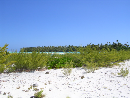 motu aux oiseaux Tetiaroa