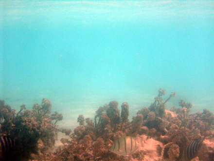 sous l'eau ...