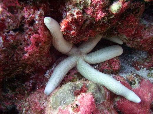 étoile de mer Linckia sp