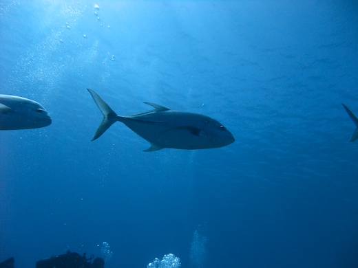 Thon suivi d'une carangue