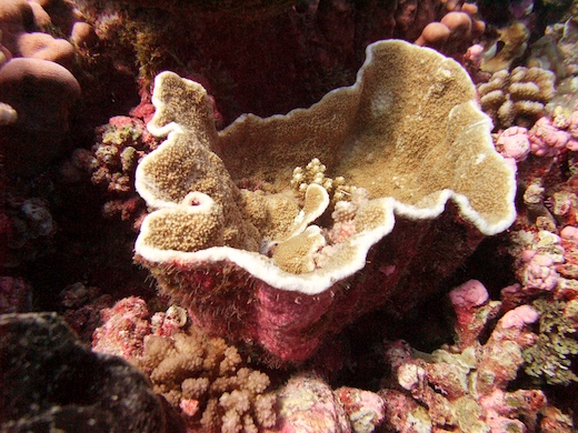 corail Turbinaria crater