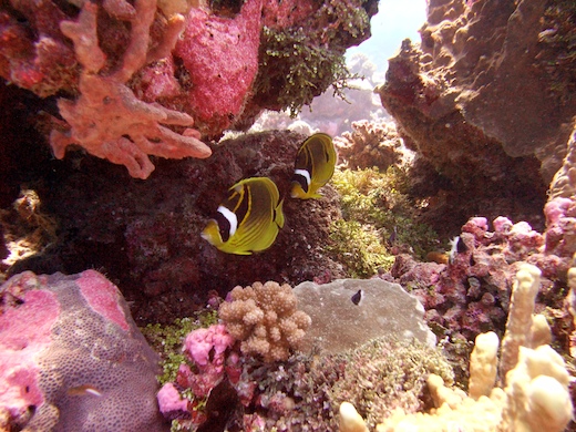 Chaetodon raton laveur