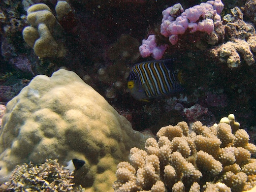 poisson-ange royal