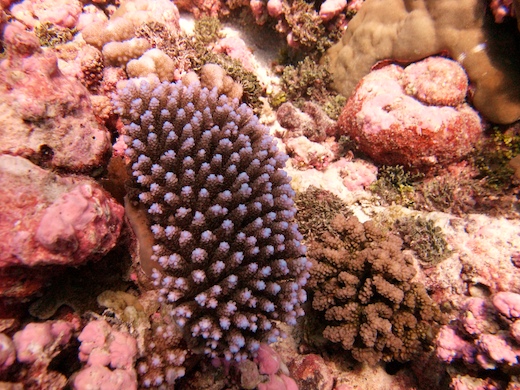 corail Acropora