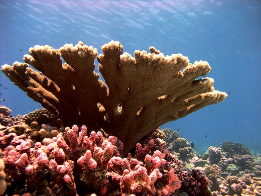corail Acropora palmata