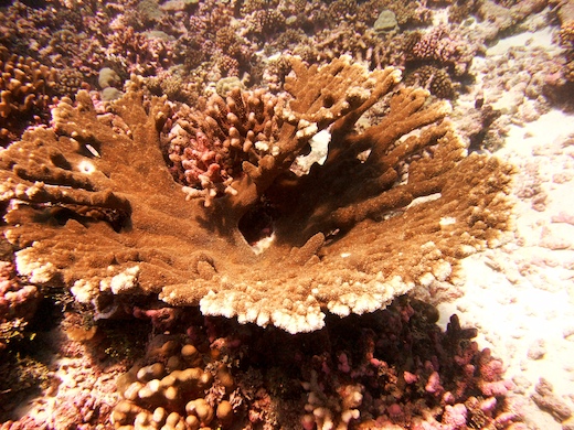 corail Acropora palmata (vue du dessus