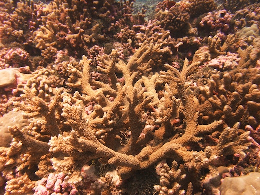 corail Acropora