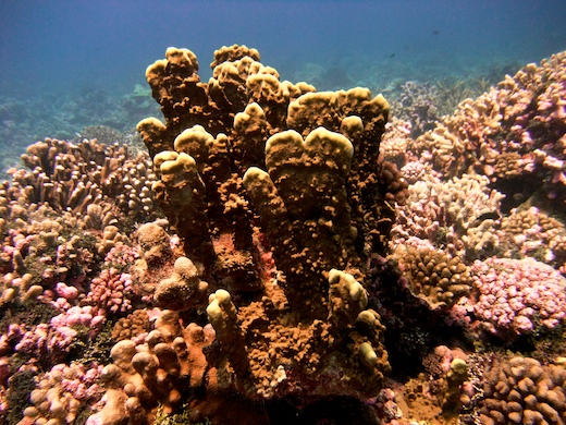 Millepora (corail de feu