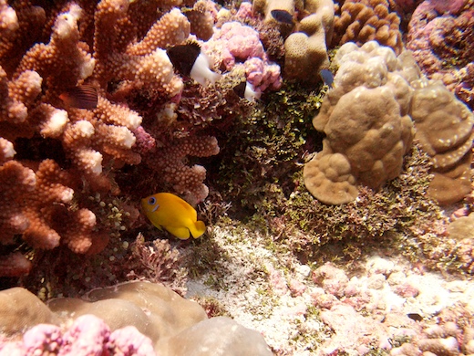 Poisson-ange peau-de-citron + Chromis moitié-moitié