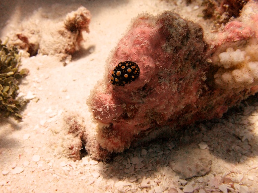 nudibranche : Phyllidia carlsonhoffi