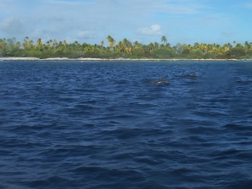 Dauphins près de la passe