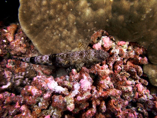 poisson-lézard