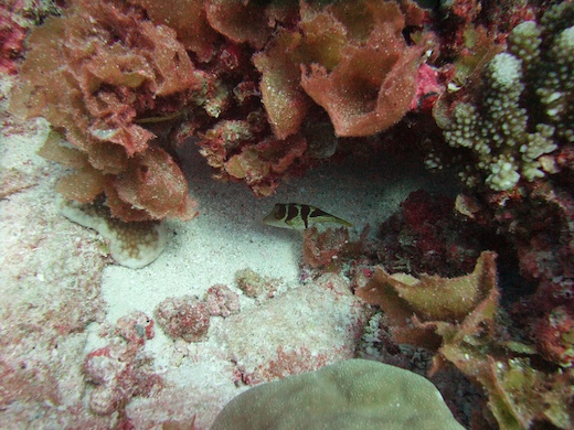 canthigaster à selles noires