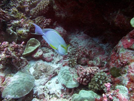 poisson-chirurgien