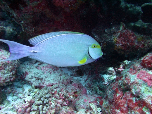 poisson-chirurgien