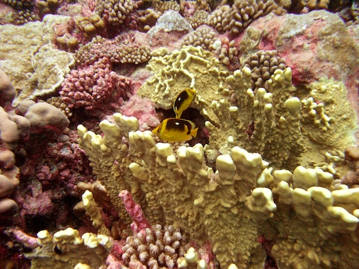 Chaetodon et coraux
