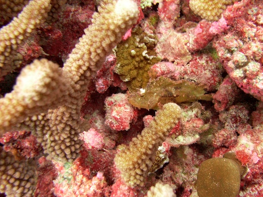 poisson-scorpion feuille (Taenianotus triacanthus