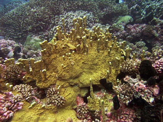 corail de feu