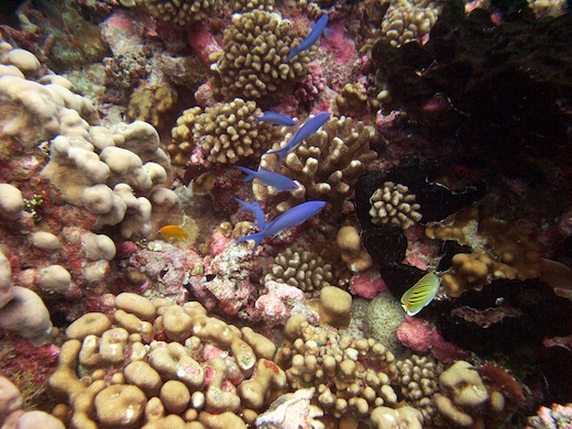 Anthias