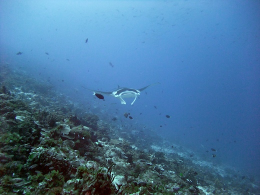 Raie Manta
