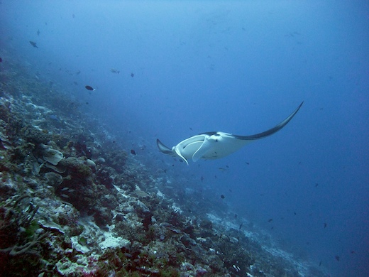 Raie Manta