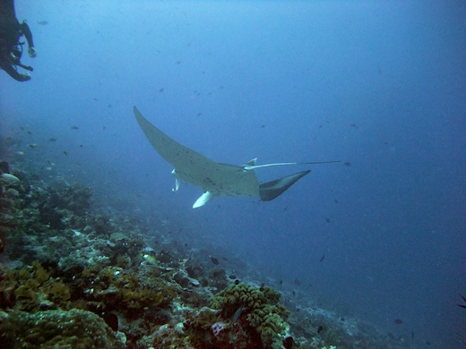 Raie Manta