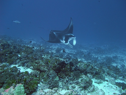 Raie Manta