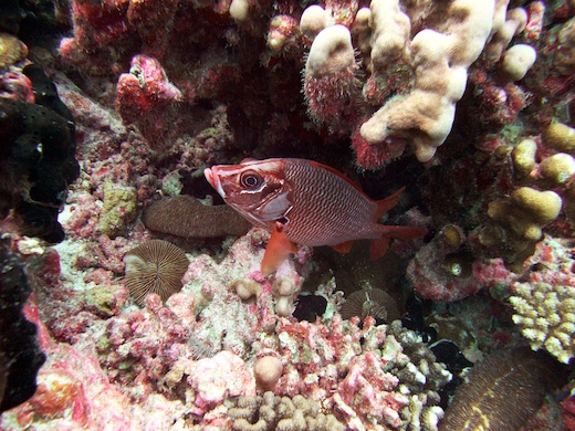 poisson-écureuil