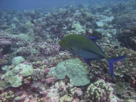 Carangue bleue
