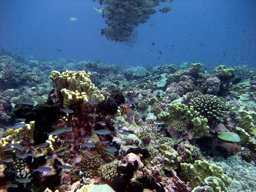 faune sous-marine