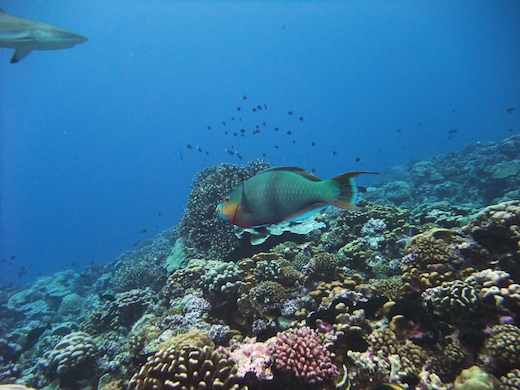 poisson perroquet