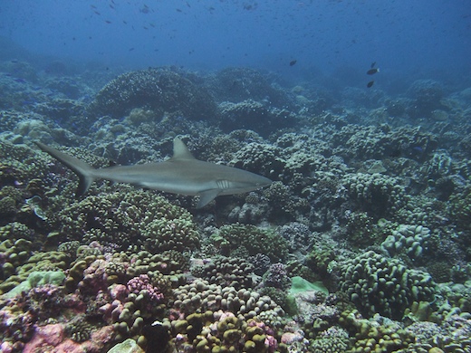 requin gris de récif Carcharhinus amblyrhynchos