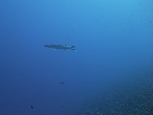 le grand Barracuda