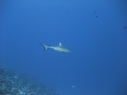 requin gris de récif Carcharhinus amblyrhynchos