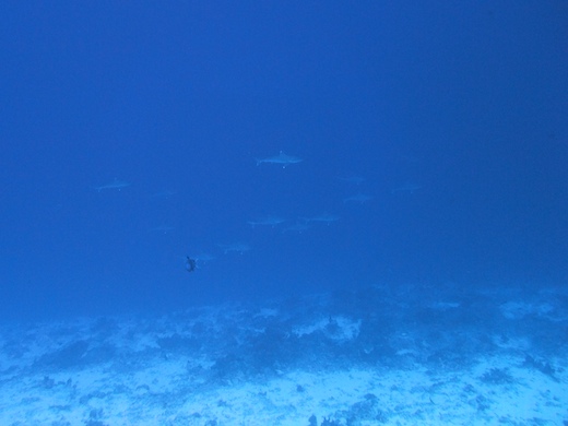 requin pointes blanches de récif Carcharhinus albimarginatus