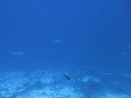 requin pointes blanches de récif Carcharhinus albimarginatus